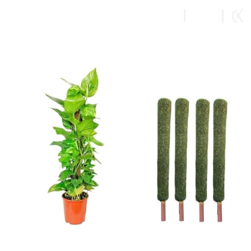 Image of IQNEX Plant Support Moss Stick- Green Grass Pole for Plants Support, Support Stick for Money Plant, Climbing Indoor Plants (Pack of 4, 1ft)