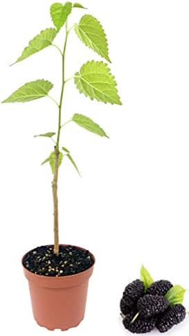 Everbearing Mulberry Tree - Live Plant in a 4 Inch Pot - Edible Fruit Tree for The Patio and Garden
