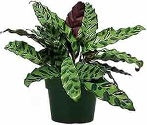 Rattlesnake Plant, Goeppertia Insignis, Indoor Air Purifying Plant, Live Plant in Grow Bag-picture-24