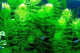 Hornwort aquarium live plants,live plants for hornwort aquarium (Pack of 12) (B0CV7GJR4R) Amazon Price History, Amazon Price Tracker