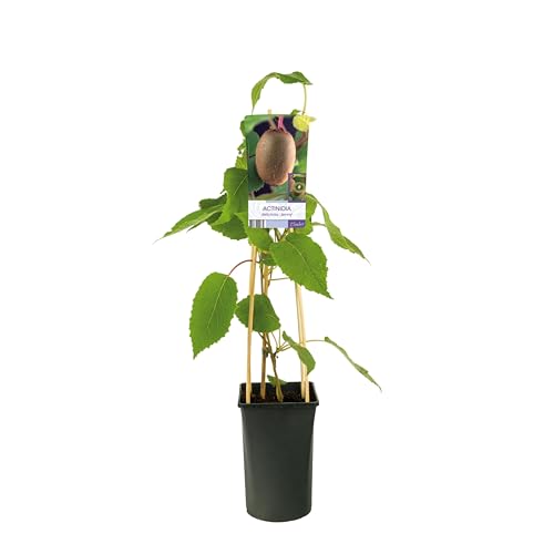 Kiwi Jenny (Actinidia chinensis) 50-70 cm – Selbstfruchtend & Winterhart – Süße Mini-Kiwi Pflanze für Garten & Terrasse – Hoher Ertrag – Ideal als Naschobst & Kletterpflanze