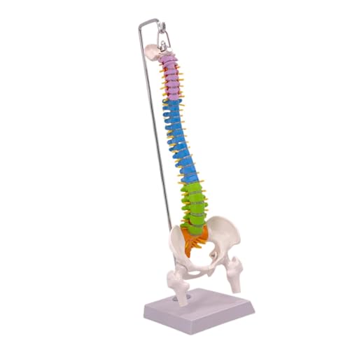 Squelette colonne vertébrale modèle d'apprentissage avec bassin fémur et support flexible en PVC