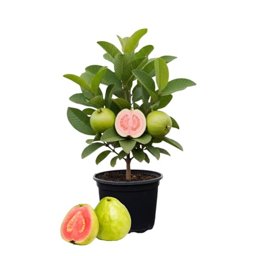Pink Guava Plant Live 4-8 Inch Tall Sweet Tropical Guava Fruit Tree Seedling Garden and Container Growing