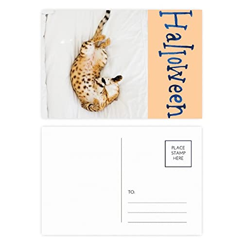 Cartes Postales Halloween Chat Ocelot pour invitations et déco créative