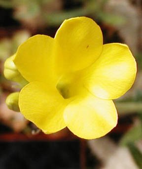 Amazon.co.jp: 【種子】 Pachypodium Gracilius◇パキポディウム