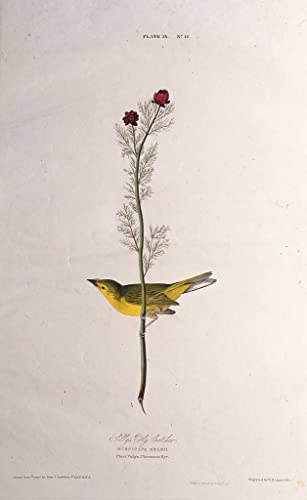 Tableau Attrape mouches Audubon impression grand format pour réveiller vos murs