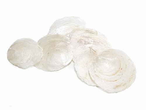 Perlmuttscheiben Muscheln Natur 500 g ca. 6 - 10 cm / Dekomuscheln / Muscheldeko Cover