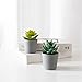 Artificial Succulents Set of 3 Mini Realistic Fake Plants with Plastic Pots for Home and Office Decoration, Including Aloe, Echeveria laui and Haworthia coarctata f. greenii, 4in (H) x 3.5in (W)