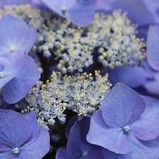 How long can hydrangeas go without water