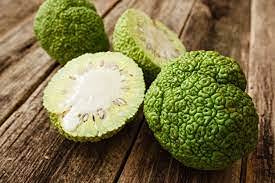 Semi di piante Osage Orange