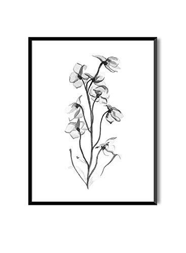 MILUKA Láminas para Enmarcar para Cuadro de Estilo Elegante | Póster de Plantas Estilo Acuarela | Sweet Pea | Varios Tamaños (20 x 30 cm)