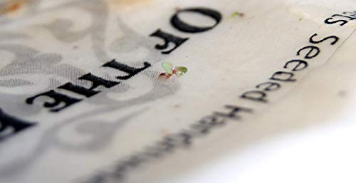 Of The Earth Recycled Lotka Printer Paper Embedded With Wildflower Seed - 8.5" X 11" (2 Pack- 50 Sheets Of Paper Total) #TOP4