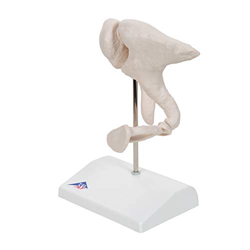 Image of 3B Scientific A101 Ossicle Model-BoneLike 20x Life Size - 3B Smart Anatomy