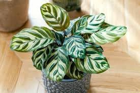 calathea live plant indoor outdoor home gardeing live plant A 3-image-47