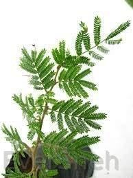 EverSneh Live Plant - Shami Banni Tree Sacred Flowering Medicinal Tree without Flower Nice Plant With Black Plastic Pot (B0B4FVZMN1) Amazon Price History, Amazon Price Tracker
