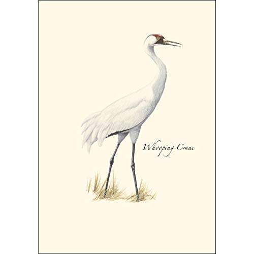 Image of Earth Sky + Water - Whooping Crane Notecard Set - 8 Blank Cards with Envelopes
