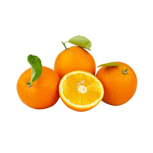 Muda Frutífera de Laranja Lima (Céu) Enxertada