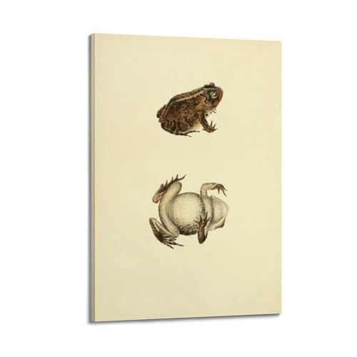 Illustration Scaphiopus Solitarius : peinture animalière sur toile 40x61