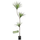 LYERSE 7ft Artificial Dracaena Tree in Plastic Nursery Pot - Tall Faux Ficus Lyrate Tropical Plants