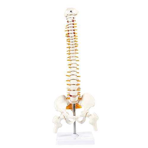 Image of 45cm Tall Human Vertebral Column Anatomy Spine Model for Chiropractor and Osteopath | Learn Spinal Anatomy In No Time With This Spine Model