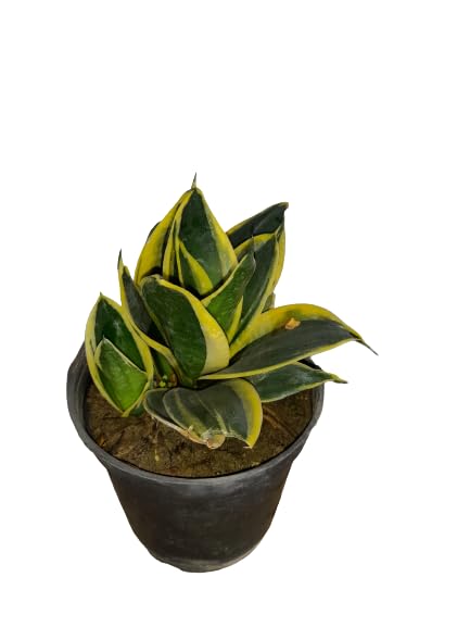 Sansevieria trifasciata yellow Snake plant dwarf in Biodegradable Grow bag (B0B1Q8S15G) Amazon Price History, Amazon Price Tracker