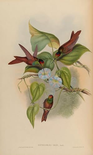 Poster animal oiseau John Gould toile 60x90cm pour habiller un grand mur de salon
