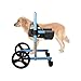 Amputee Dog Wheelchair with Front Leg Support, Elderly Animal Walker, Full Support Mobility Aid for Paralyzed Injured Puppy, Arthritis Pet Stroller(Medium)
