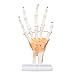 Hand Joint Model, High Strength Life Size Hand Model PVC Teaching Tool for Learning