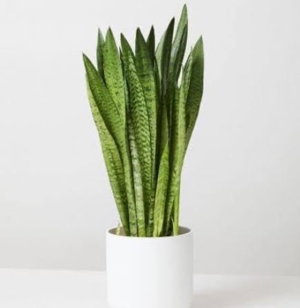 🅼🆅🅺🆁 Live Snake -Sansevieria Plant I Air Purifier Ornamental House Plant I With 3" Inches White Pot I (B0CPJQQ33V) Amazon Price History, Amazon Price Tracker