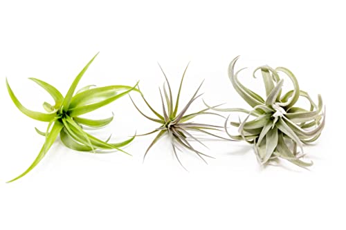 Air Plants" The Inca Collection" - Live Succulent House Plants - Available in Wholesale and Bulk - Home and Garden Decor - Easy Care Indoor and Outdoor Plants (Pack of 3)