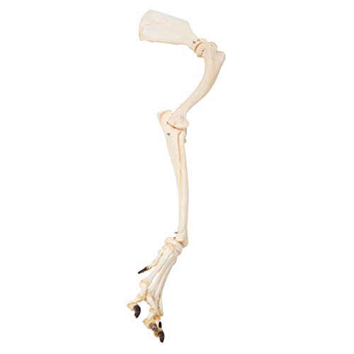 Image of 3B Scientific GmbH T300321 Dog Leg, Preparation