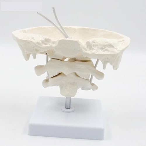 Human Cervical Spine Model, Model Education Model Occipital Model, PVC Material Atlas and axis with Occipital Model for Medical Teaching Training Auxiliary Tools