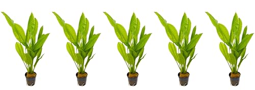 WASSERPFLANZEN WOLFF - 5 Töpfe schöne Große Amazonas-Schwertpflanze/Echinodorus bleheri, Breite Amazonasschwertpflanze Aquarium Klassiker Hintergrund Solitärpflanze