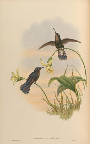 Lienzo decorativo de aves de John Gould para dar un toque elegante al salón o dormitorio 60x90cm