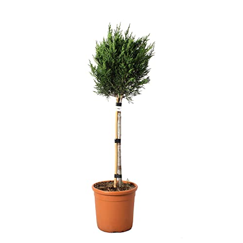 KENTIS - Cupressocyparis Leylandii ad Alberello con Decorazione Vaso in Juta - Cipresso di Leyland - Piante da Esterno Vere Resistenti - H 80/100 cm Vaso Ø 22 cm Minifusto