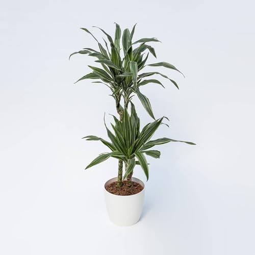 Real Dracaena fragrans "Jade Jewel" Plant - Pot Diameter 17 cm