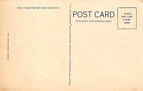 Alligator Alligator Farm Miami, Florida, USA Unused