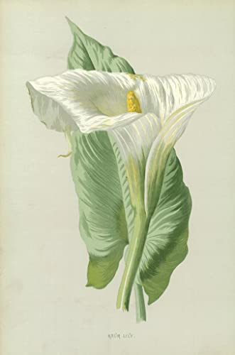 WUIIEN Images Abstraites Tirages Toile D'art De célèbres tableaux Arum Lily par Frederick Edward Hulme pour la décoration de la chambre à coucher 60x90cm