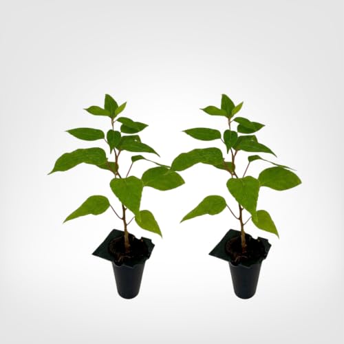 PLANT NOOK Prolific Hardy Kiwi 2 Pack Live Starter Plugs, 6-8 Inch Actinidia arguta Self-Fertile Mini Fruit Vine, Sweet Edible Plant for Trellis & Full Sun Garden