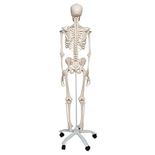 3B Scientific A10 Scheletro su Cavalletto in Metallo con 5 Rotelle + software gratuito di anatomia - 3B Smart Anatomy