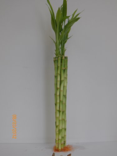 10 Stalk of 18' Straight Lucky Bamboo