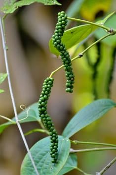Black Pepper Live Plant Without Pot (Pack of 1) Evergreen Climbing Spice Vine for Kitchen Garden and Backyard-image-42