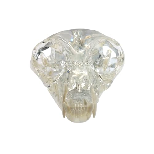 Feline Jaw Dental Model Typodont Clear Cat Skull Teeth Model