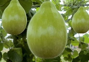 Golden Hills Farm Hybrid Round Lawki Bottle Gourd Calabash Doodhi Vegetable 40+ seeds (B095XFQBNM) Amazon Price History, Amazon Price Tracker