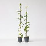 Plant in a Box