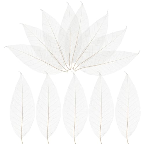Hojas de Magnolia Esqueleto Blanqueadas Blancas para Manualidades miniatura 1