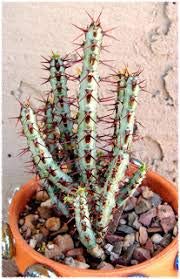 Dream Nursery Euphorbia Aeruginosa cactus live plant/rare/succulent plant/orchids/indoor plant/potting mix/fertilizer/vermicompost/cocopeat-image-40