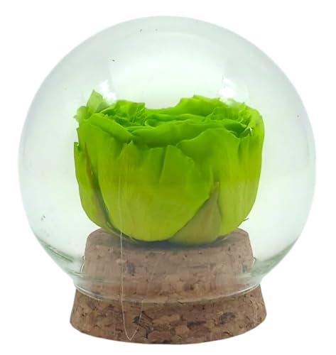 Genérico Rosa ETERNA Verde. Mini cupula. Rosa Verde eterna. Flores preservadas. Comprar Flores preservadas. Flores PRESERVADAS.