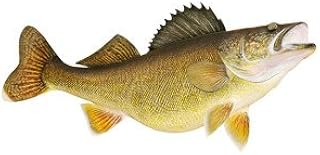 Walleye Fish Decal Sticker