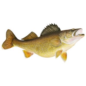 Walleye Fish Decal Sticker (Right)